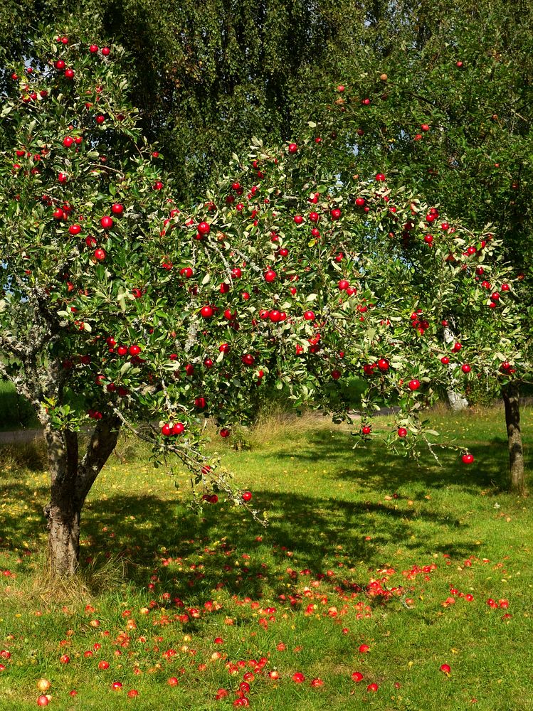 Tree with red apples in Barkedal 2The apples ripened early and were unusually red on the side facing south and the camera…