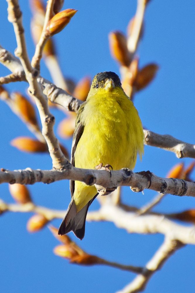 Lesser goldfinchBright yellow bird with a black head berched on a budding branch Credit NPS/Andy Bridges. Original public…