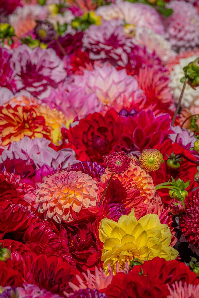 Colorful dahlia flowers. Original public domain image from Flickr