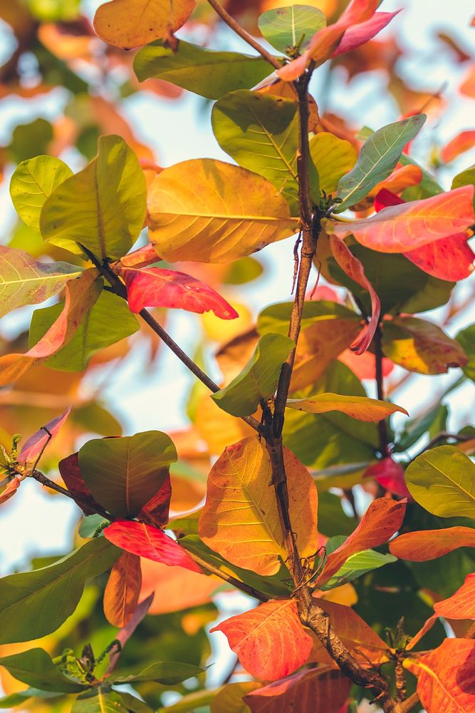 Red, Green Orange Autumn Leaves Background.