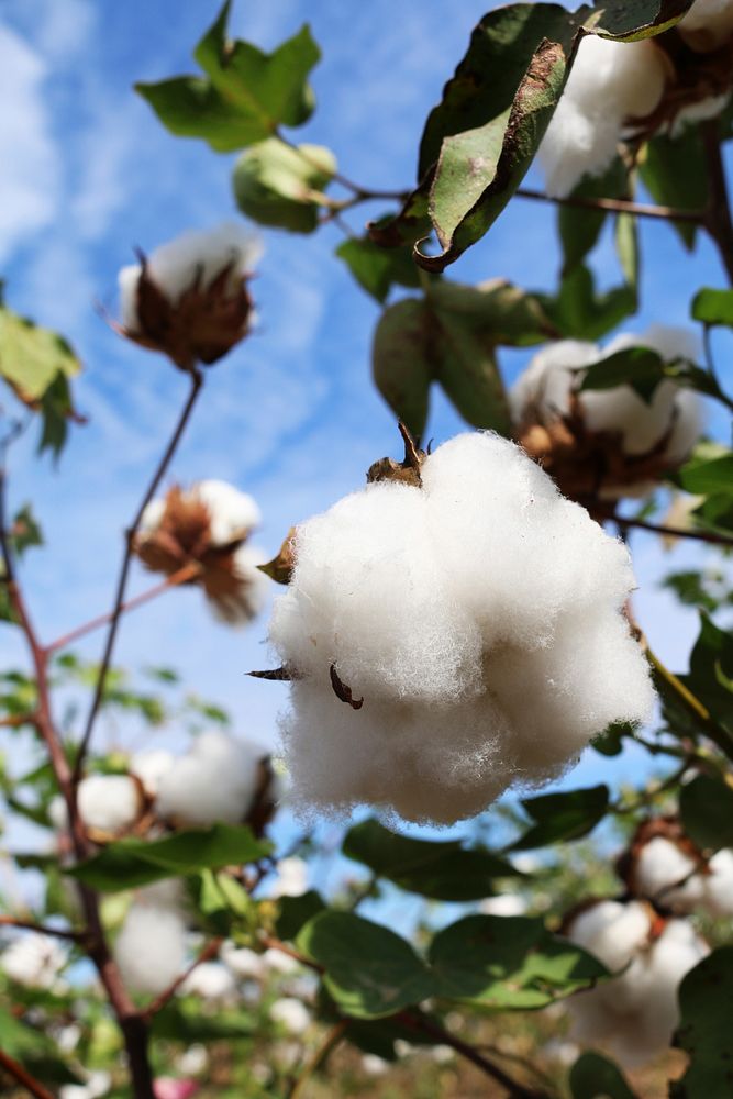 Cotton harvest in Autaugaville.