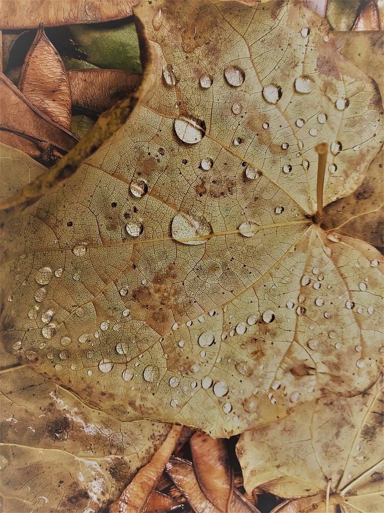 Leaf with water droplets. Original public domain image from Flickr