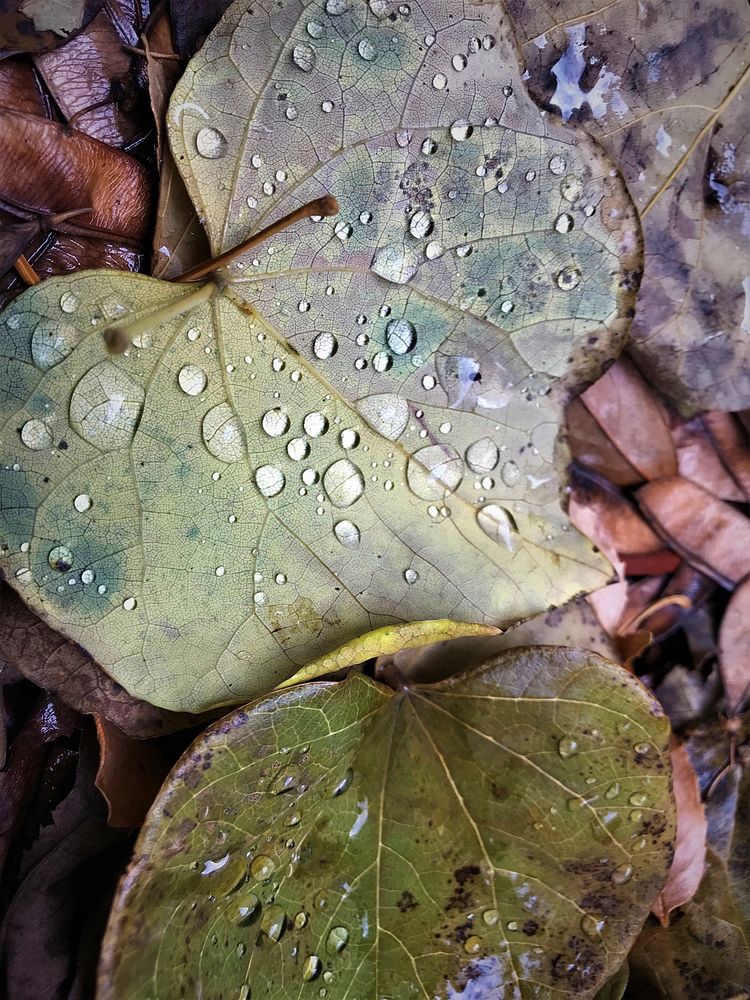 Leaf with water droplets. Original public domain image from Flickr