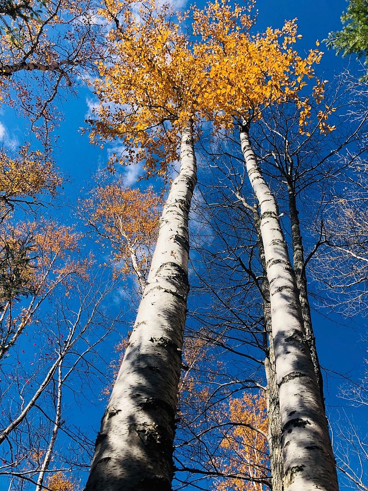 Fall colors of two aspen trees in the Adirondacks in northeastern New York, on, October 19, 2019. Courtesy photo by Emily de…