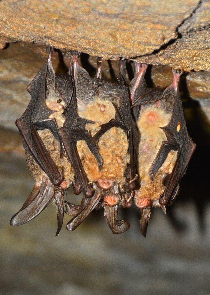 Ozark Big-eared Bat ClusterPhoto by Richard Stark/USFWS. Original public domain image from Flickr
