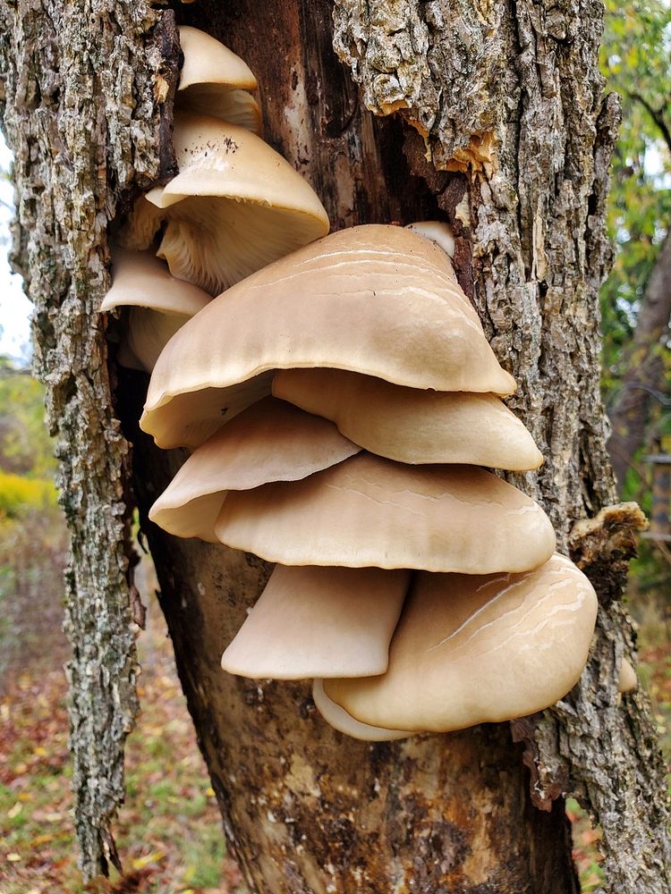 Oyster mushrooms on dead tree