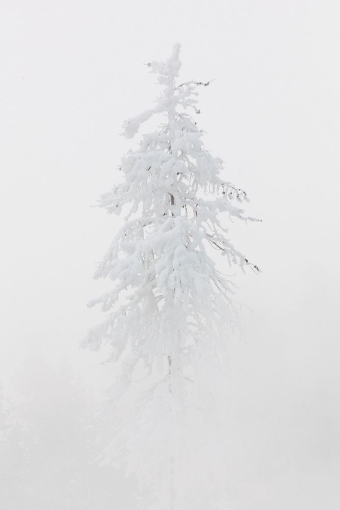 Rime ice covers a tree near Mud Volcano. Original public domain image from Flickr