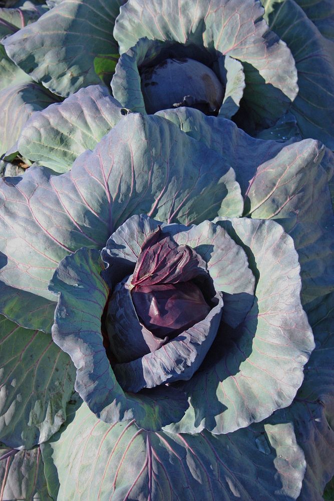 Cabbage_close up