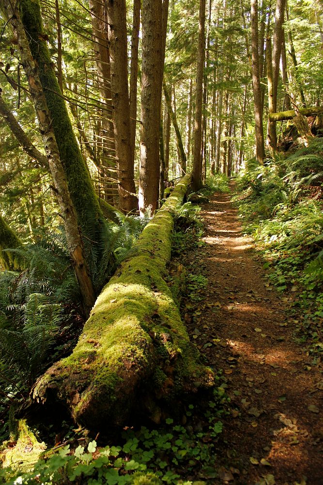 Harts Cove Trail on the Siuslaw National Forest. Photo by Matthew Tharp. Original public domain image from Flickr