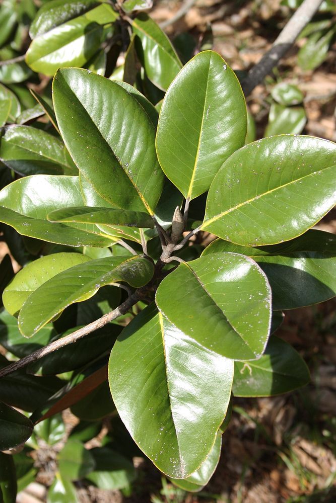 Southern magnolia tree leaves