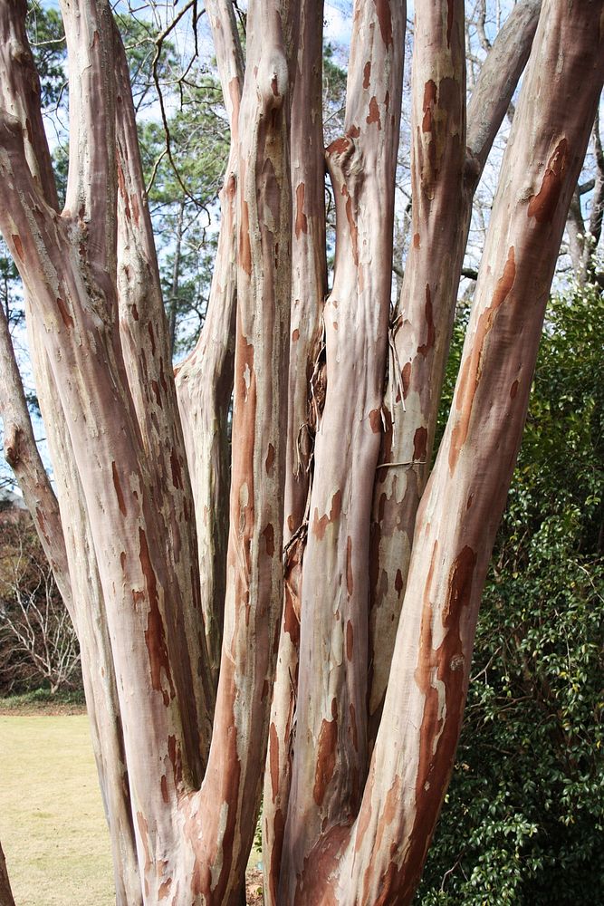 Crape Myrtle Bark and Branches in Winter
