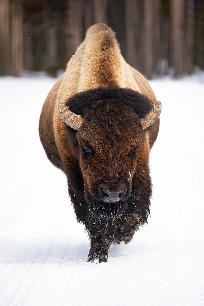 Bull bison with a runny nose walks in the road near Midway Geyser Basin. Original public domain image from Flickr
