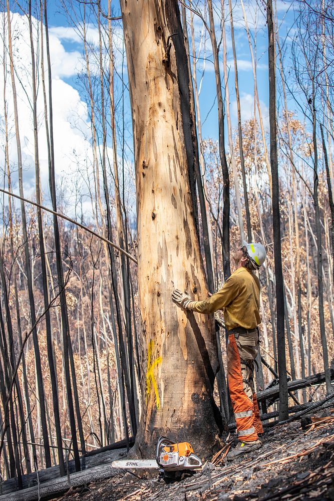 US firefighters in AustraliaA US Task Force Faller assesses a hazard tree along the Benambra-Corryong Road in Victoria…
