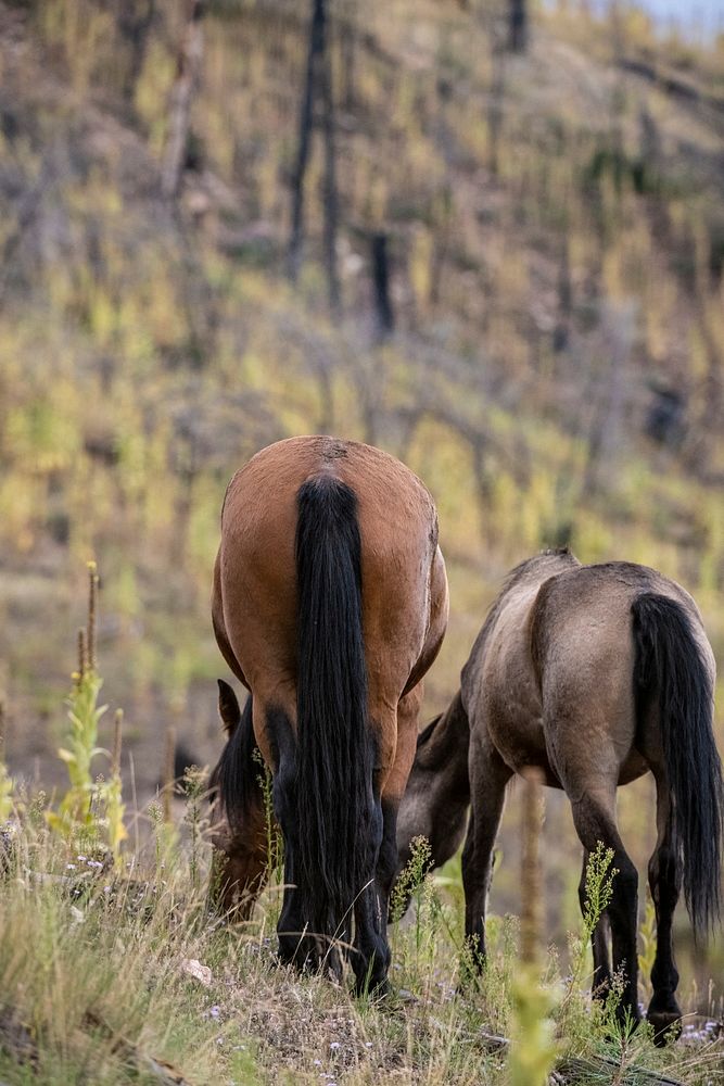 Horses graze on grass where a fire scar helped promote its regrowth after a fire burned the understory at the base of…