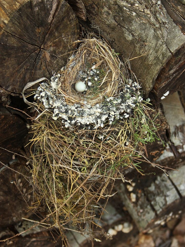 Birds Nest with Egg