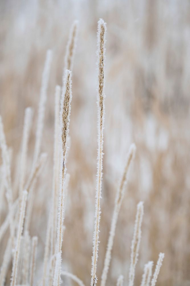 Hoar frost on grass in Lamar Valley. Original public domain image from Flickr