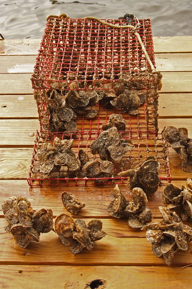 Oyster Gardening Cages