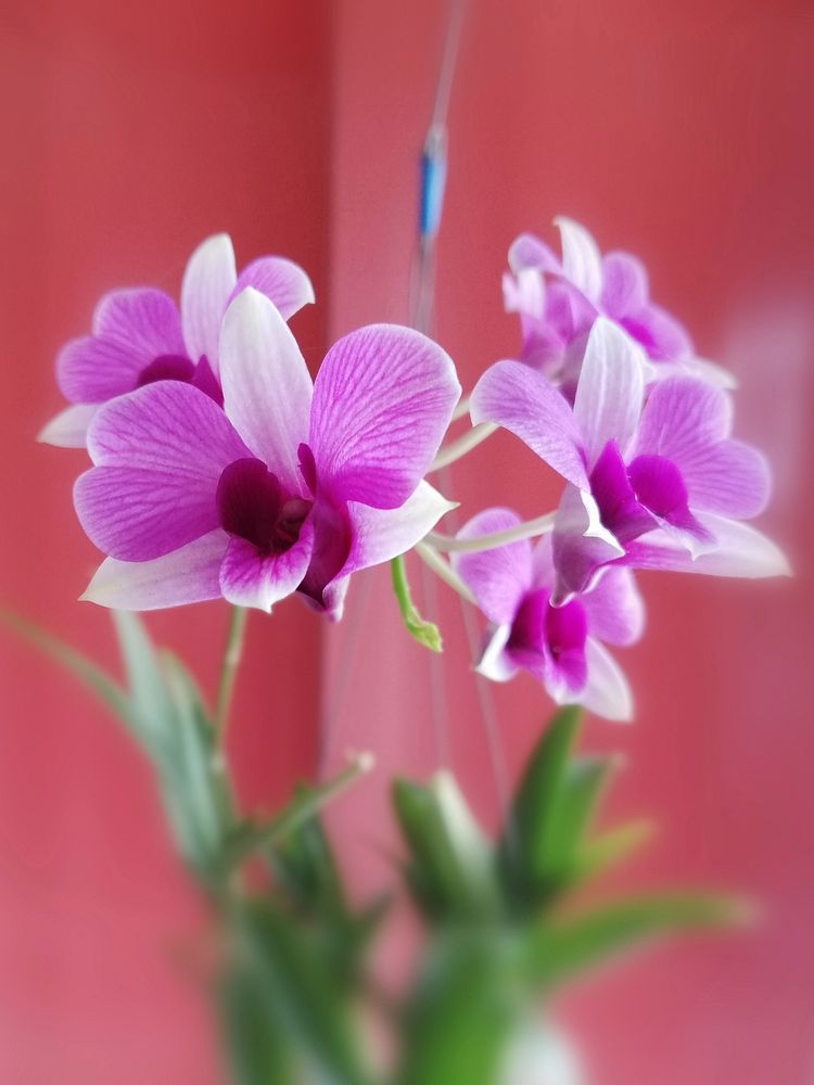 Purple orchid. Free public domain CC0 image.