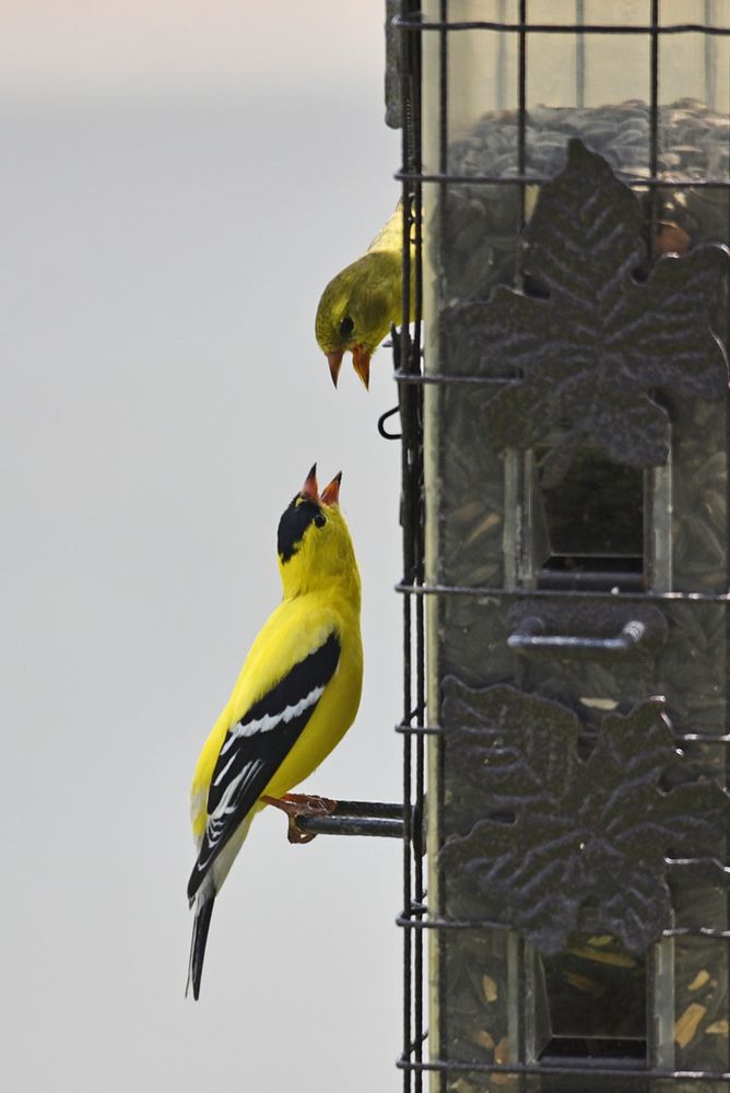American goldfinch pairPhoto by Courtney Celley/USFWS. Original public domain image from Flickr