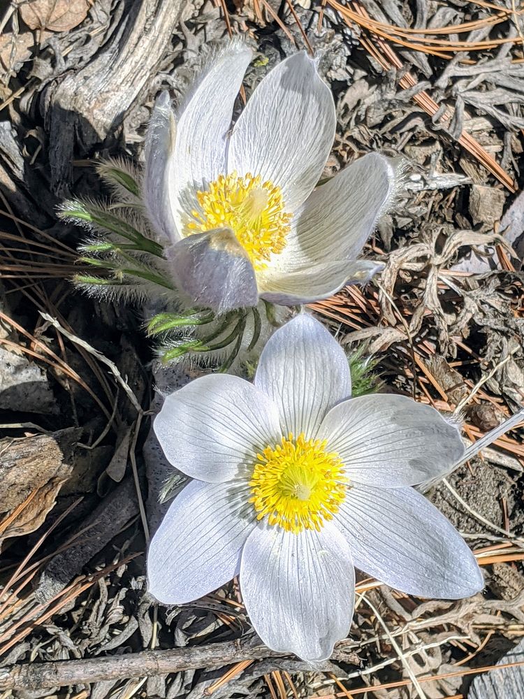 Pasque Flower in BloomPhoto by Tina Shaw/USFWS. Original public domain image from Flickr