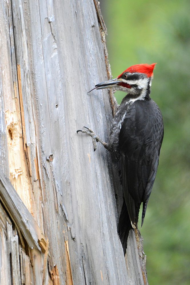 Pileated Woodpecker. Original public domain image from Flickr