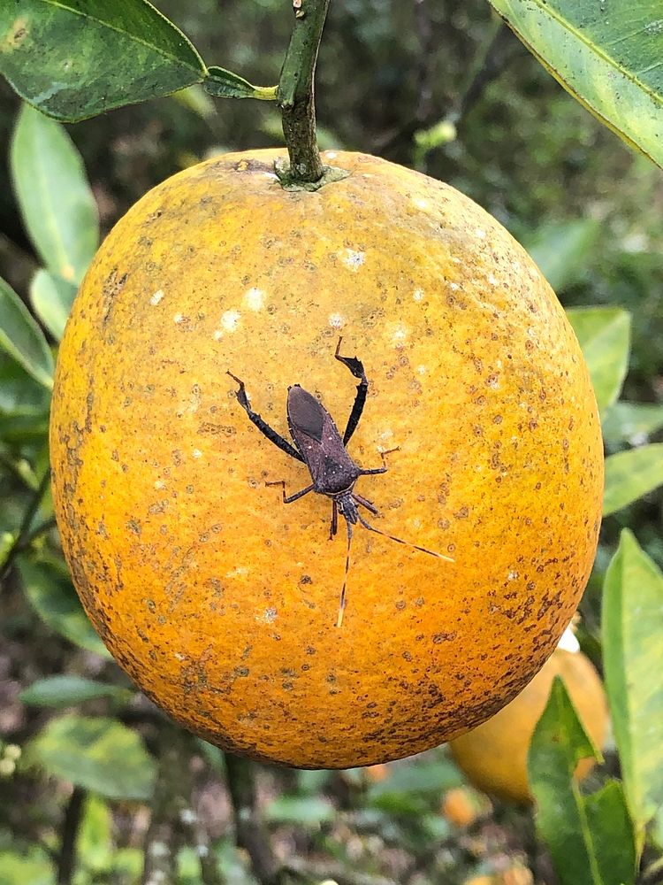 Leaf-footed bug on a Valencia orange. USDA photo by Prem Kumar. Original public domain image from Flickr