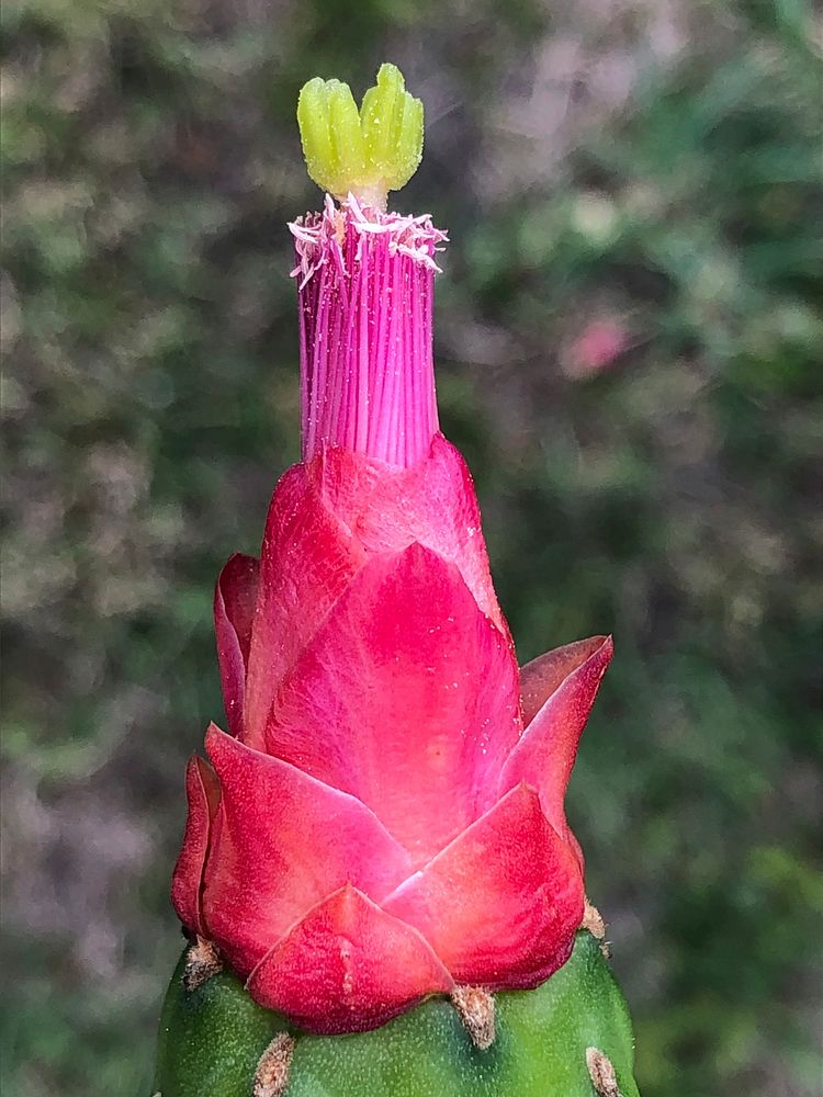 Close up of the tip of a cactus flower. USDA photo by Prem Kumar. Original public domain image from Flickr