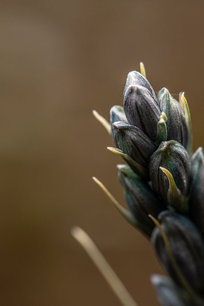 Camas Blooming. Original public domain image from Flickr
