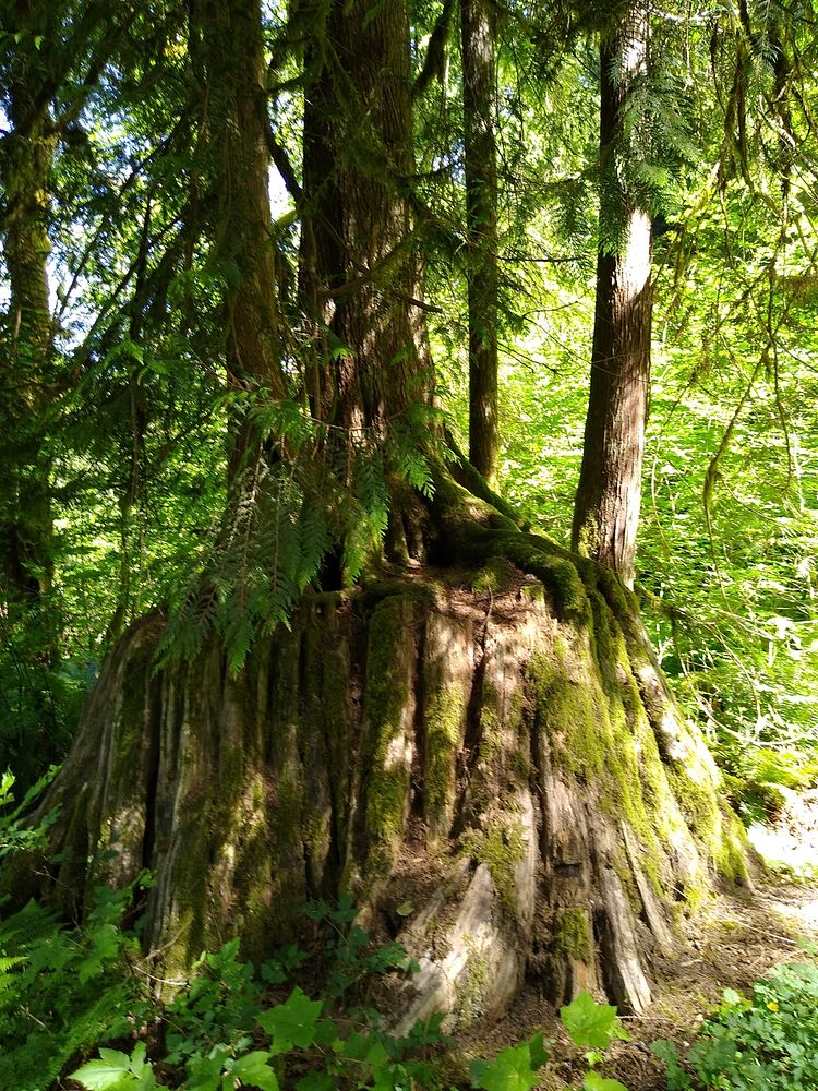 Cedar Nursery Stump at Bedal, Mt. Baker-Snoqualmie National Forest. Photo taken by Anne Vassar June 23, 2020. Original…