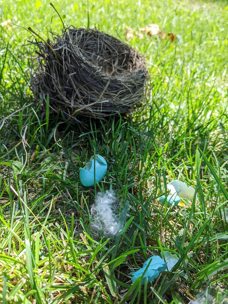 Fallen robin nestWe found a toppled American robin nest under a tree on a windy day. Unfortunately the nest had eggs and was…