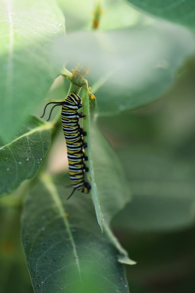 Monarch caterpillar and oleander aphids on common milkweedPhoto by Courtney Celley/USFWS. Original public domain image from…