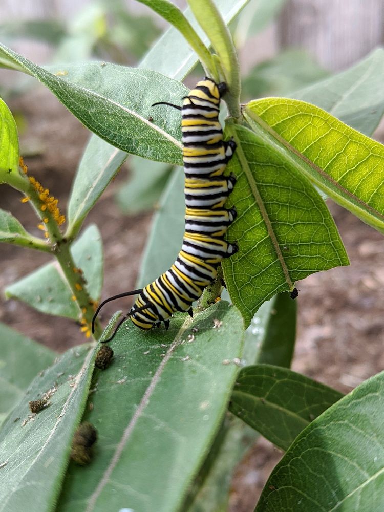 Monarch caterpillar on common milkweedPhoto by Courtney Celley/USFWS. Original public domain image from Flickr
