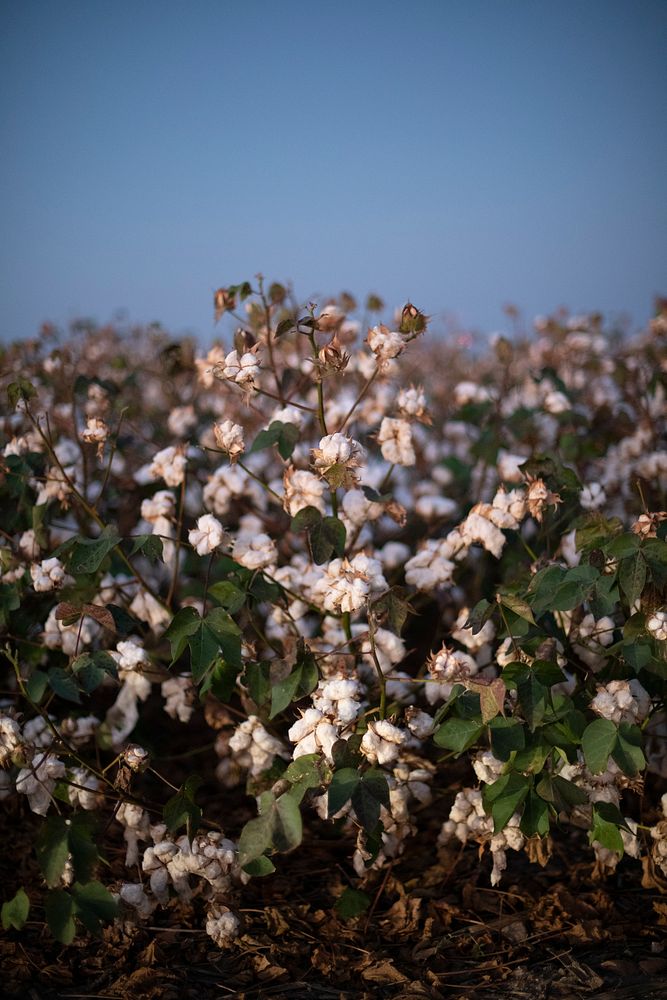Twilight and worklights shine on cotton plants ready for harvest, during the Ernie Schirmer Farms cotton harvest which has…