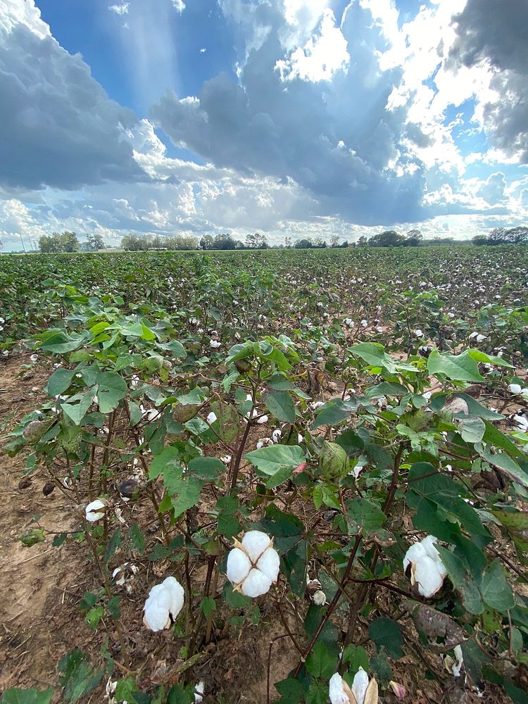 Agriculture Secretary Sonny Perdue had a town hall meeting at the Jenkins Farm in Jay, FL and saw the cotton crop damage…