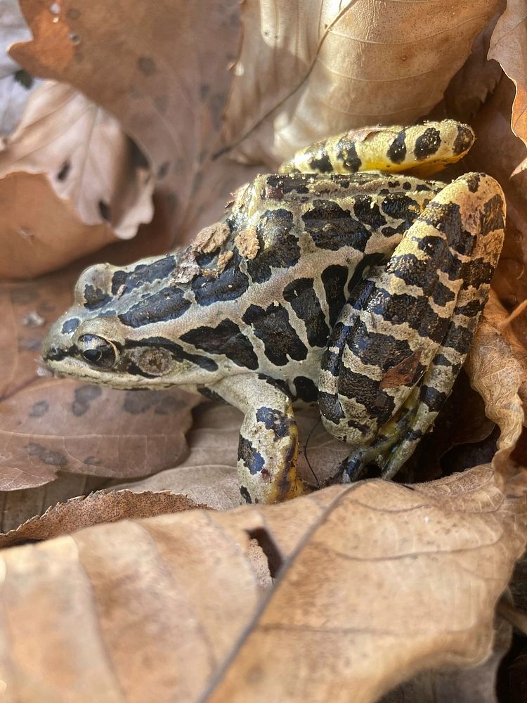 Pickerel Frog at the Cherry Valley National Wildlife Refuge