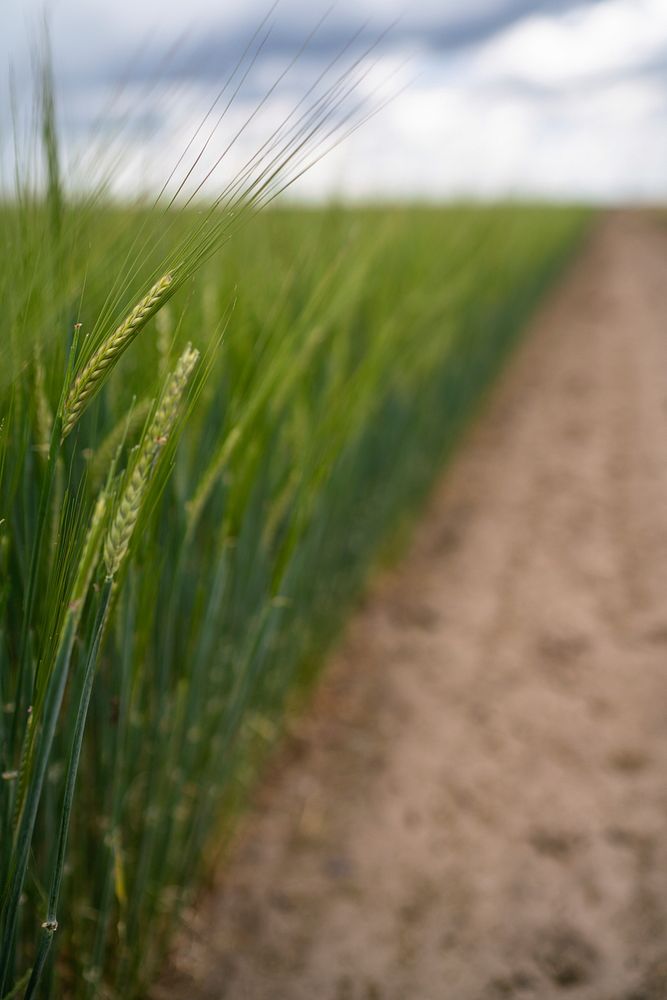 Malt barley raised on Kuntz family-owned farm for Molson Coors.