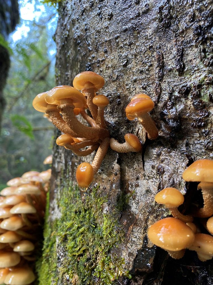 Honey Mushroom USFS photo by Kelsey Dyer. Original public domain image from Flickr