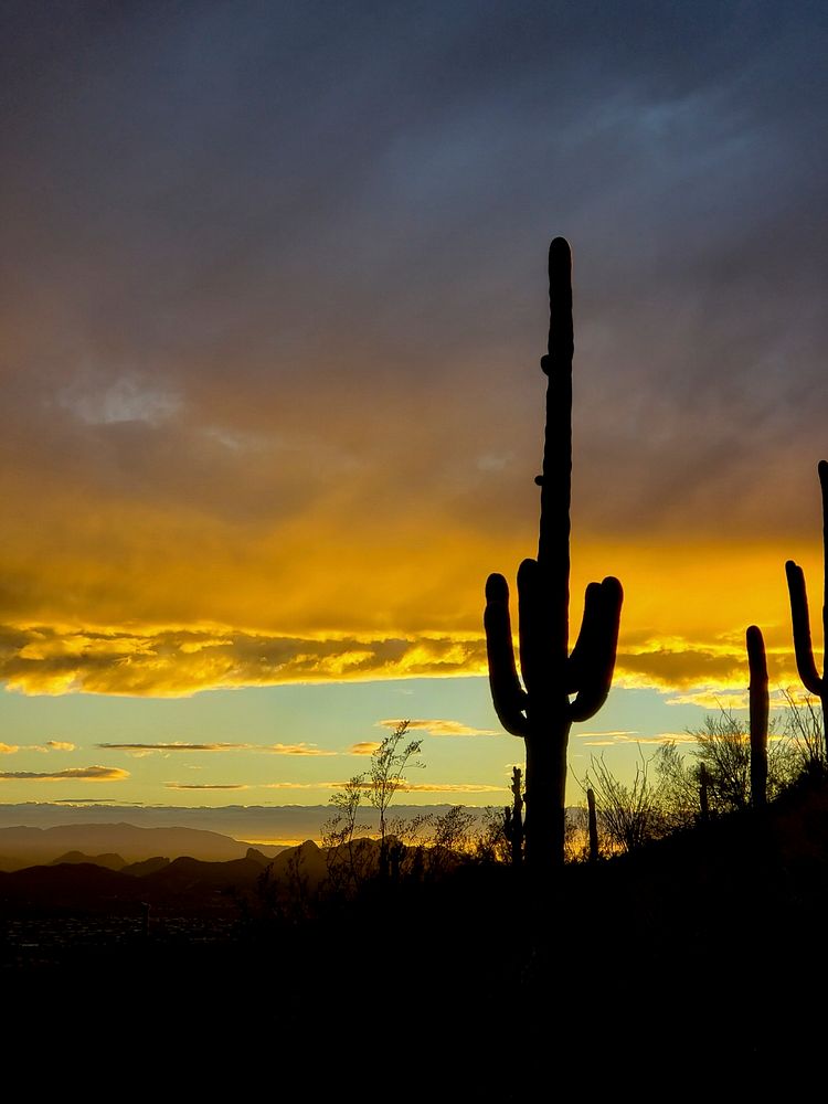 saguaro cactus silhouette in sunset.
