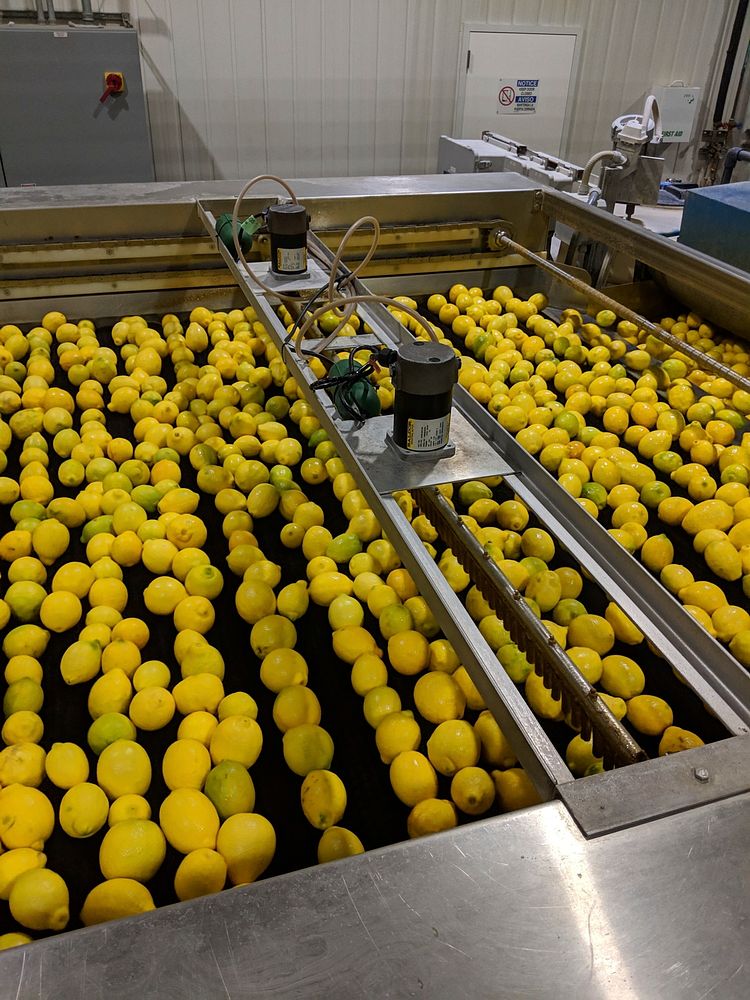 Lemon fruit drying after surface washing at a packinghouse in California. Post-harvest processing can prevent the spread of…