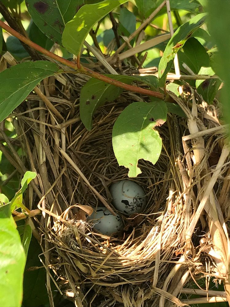 Red-winged blackbird nest with eggs in buttonbush at Chichaqua Wildlife Area July 20, 2019. (USDA/NRCS photo by Darren K…