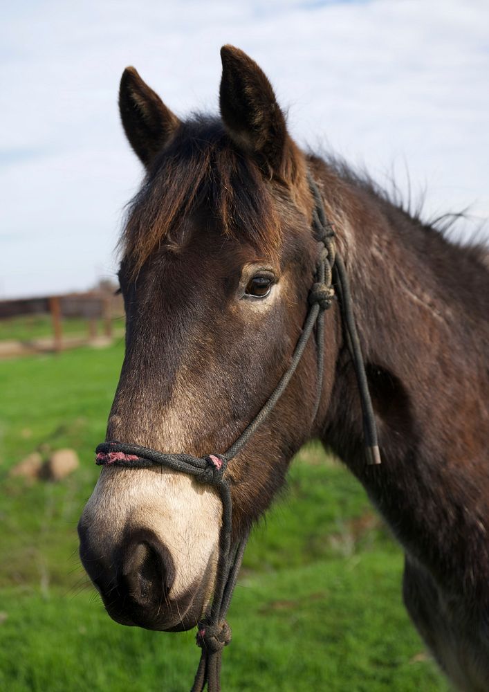 Horse closeup. Original public domain image from Flickr