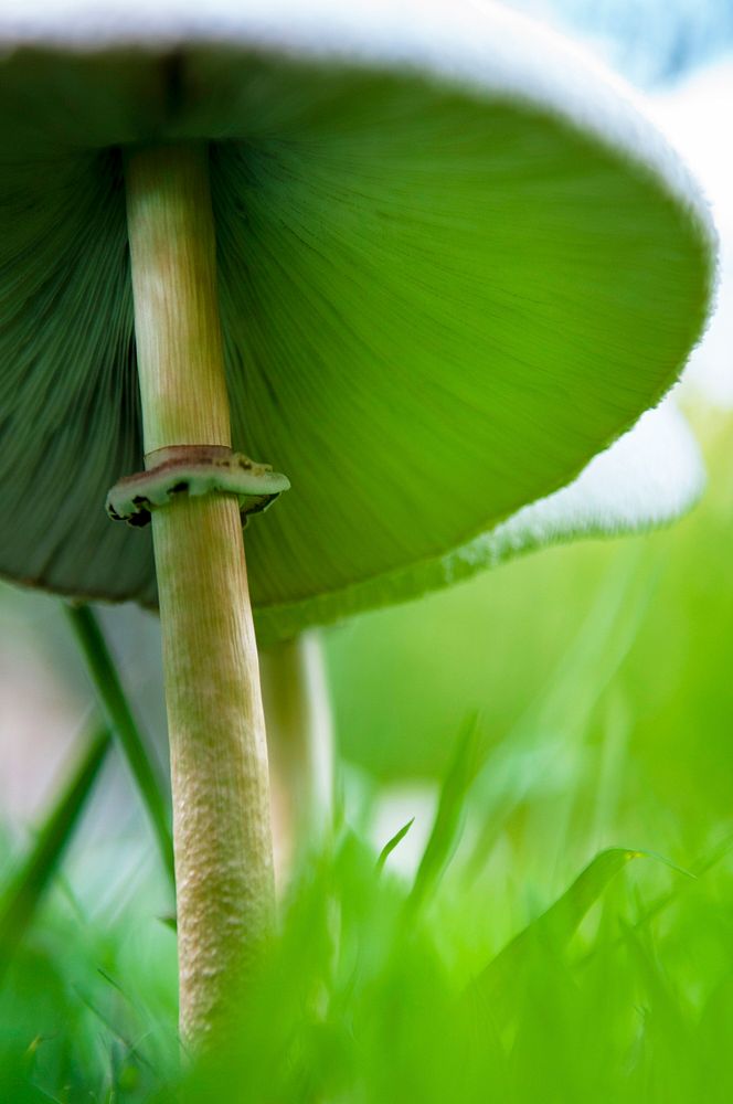 Underside of Mushroom Cap