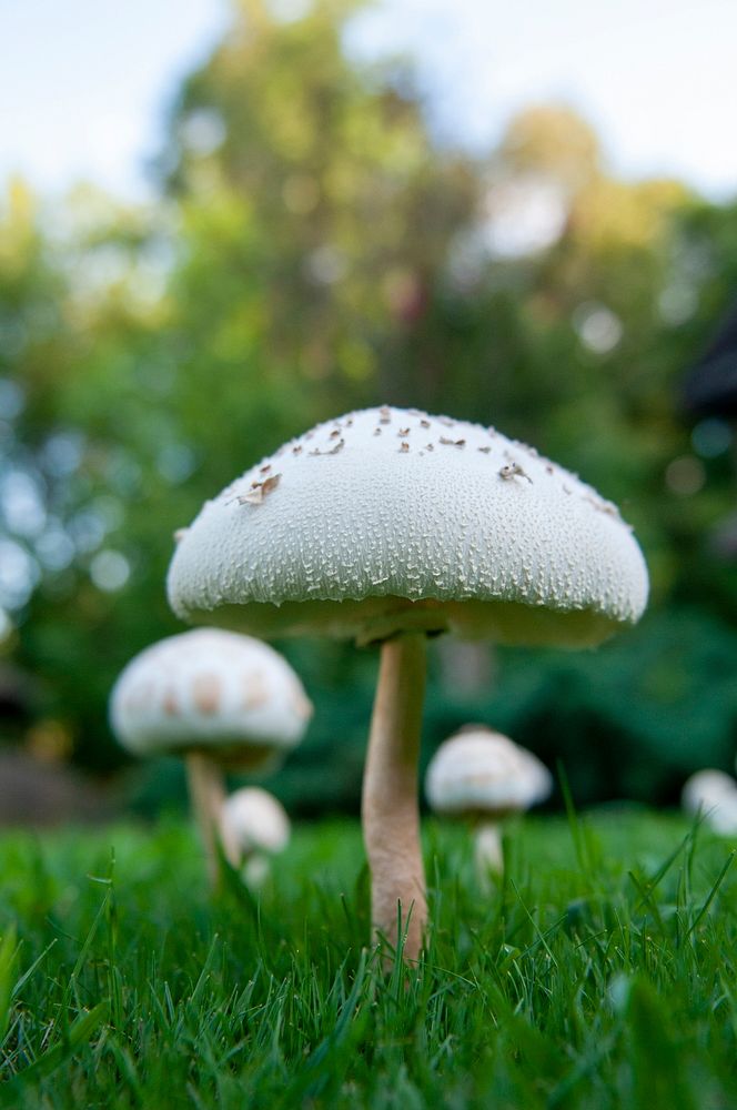 Mushrooms on Lawn