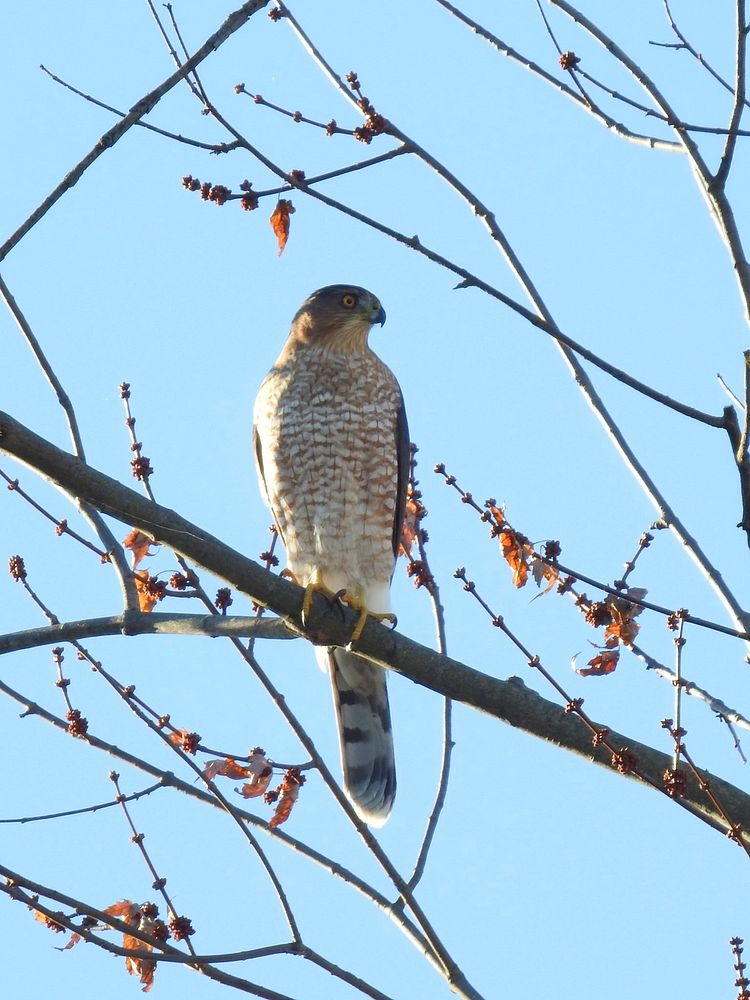 Cooper's Hawk Free Photo rawpixel