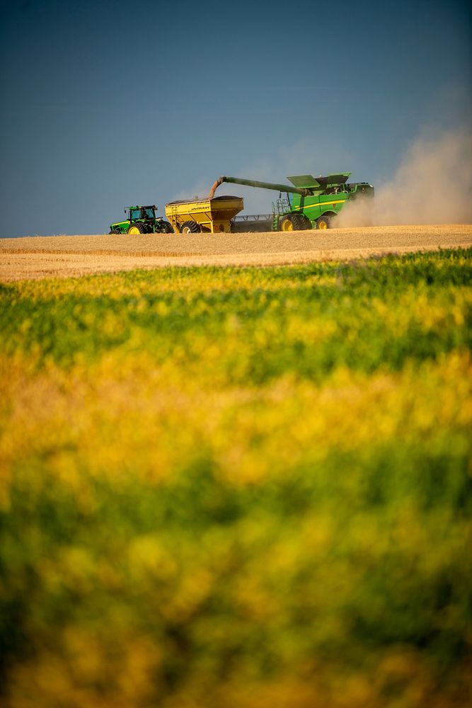Harvest Ridge Organics harvests wheat on a field near Reservoir A in Lewiston, Idaho.