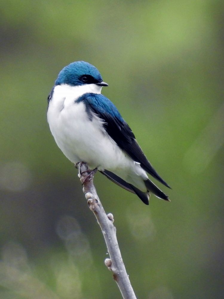 Tree Swallow on dried branch. Original public domain image from Flickr