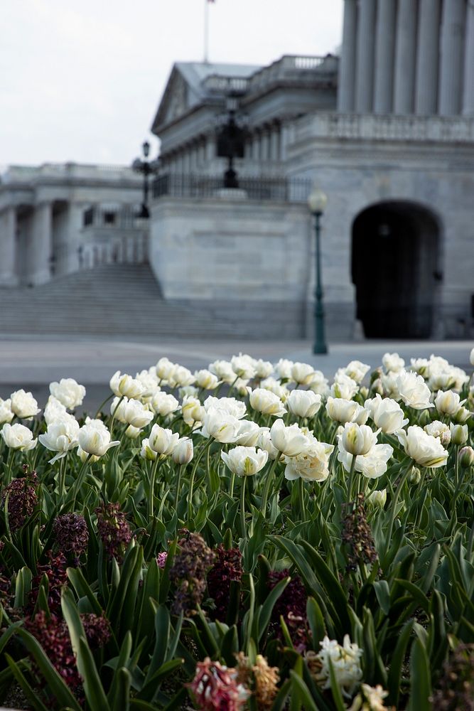 Spring 2021 on the U.S. Capitol Campus. Original public domain image from Flickr