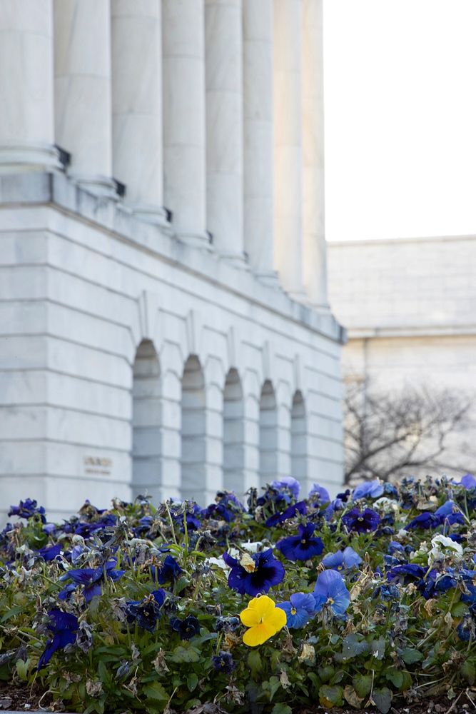 Spring 2021 on the U.S. Capitol Campus. Original public domain image from Flickr