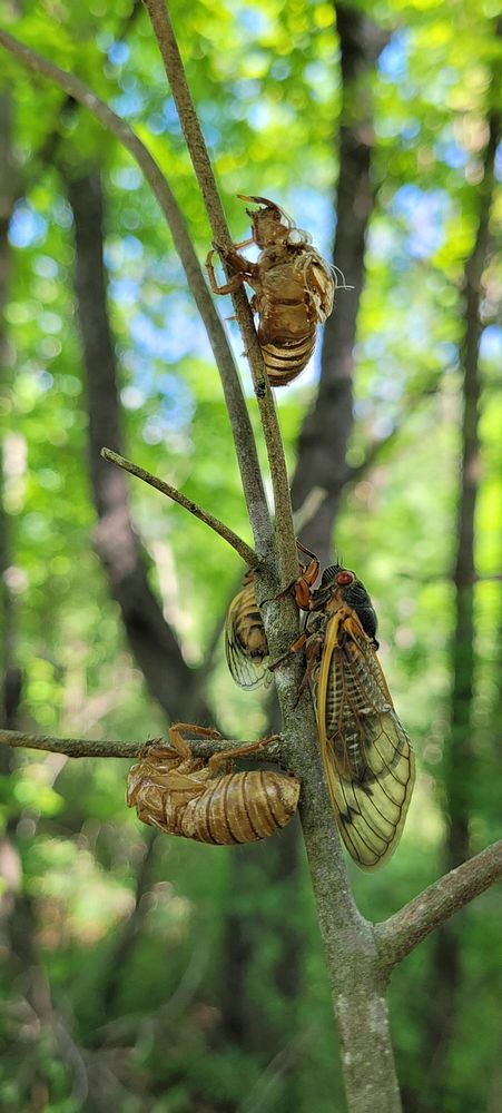 Brood X cicadas in OhioWhile conducting a copper-bellied watersnake survey in Williams County, Ohio, our biologists found…