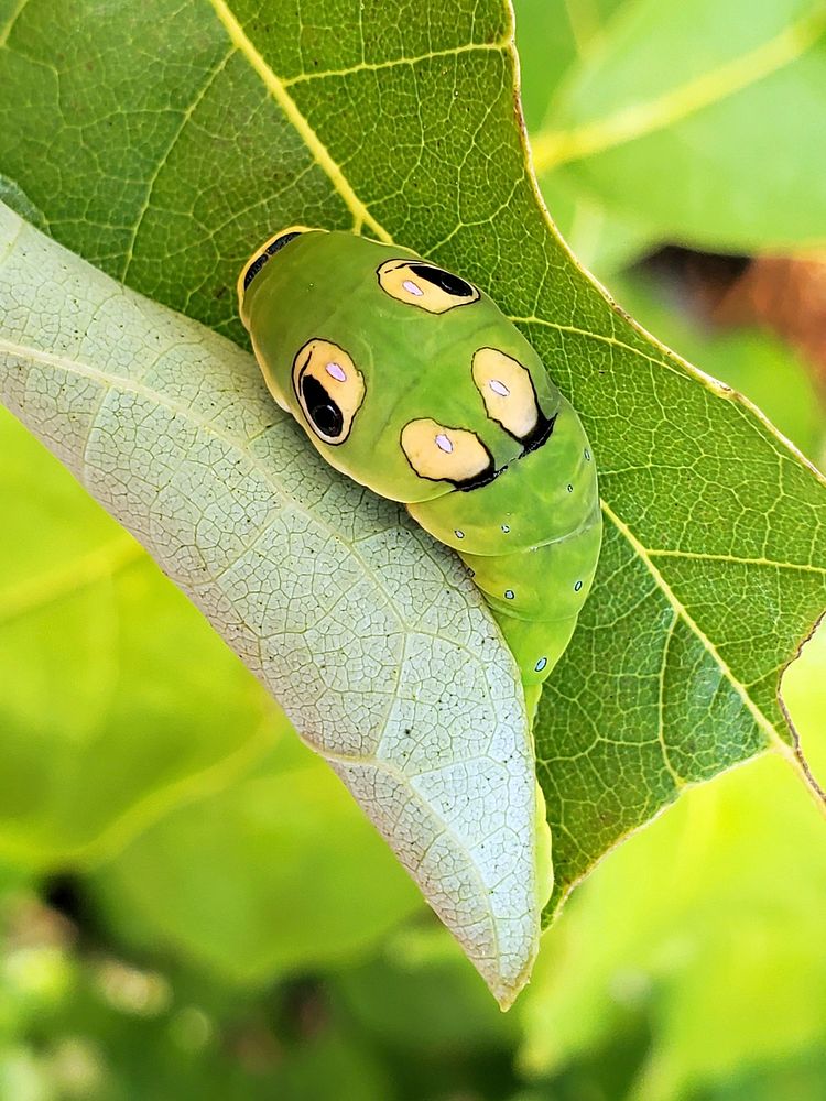 Spicebush swallowtail caterpillar. Original public domain image from Flickr